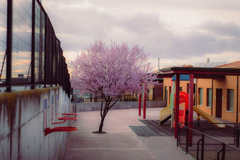 Kindergartenhof mit einem blühenden Baum im Frühling
